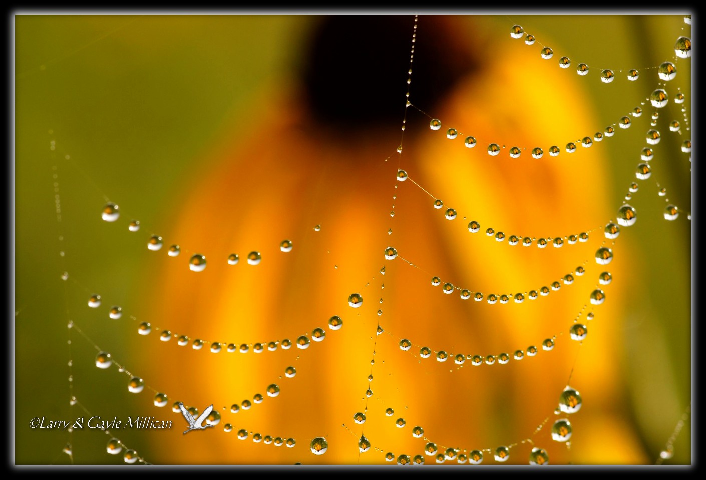 Dew drops on a spider web reflect the black eyed susan flower in the background.