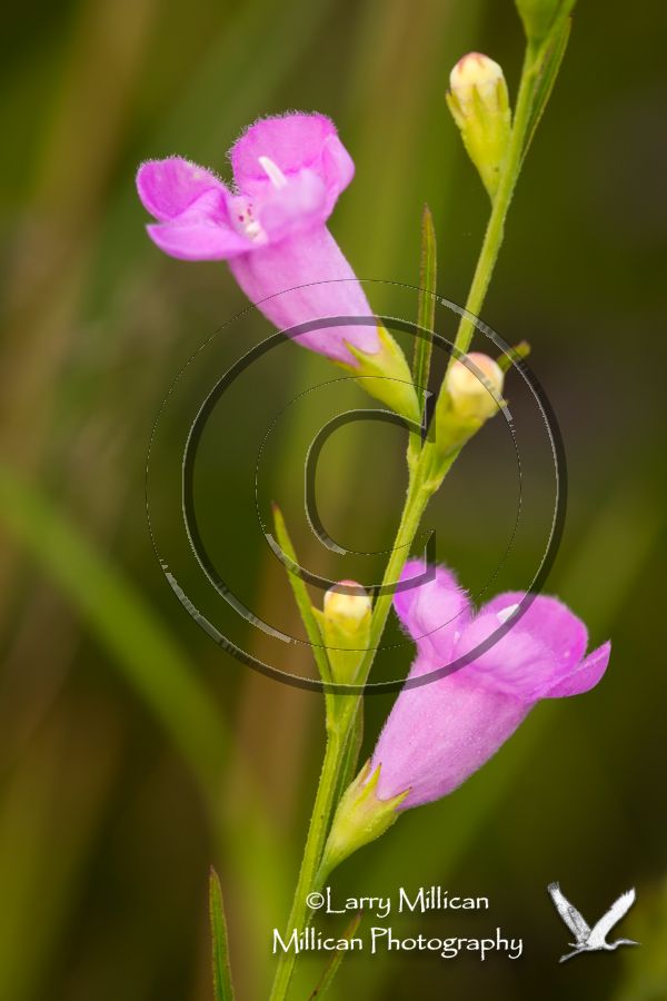 Purple Gerardia (aka Purple False Foxglove)  Agalinis purpurea