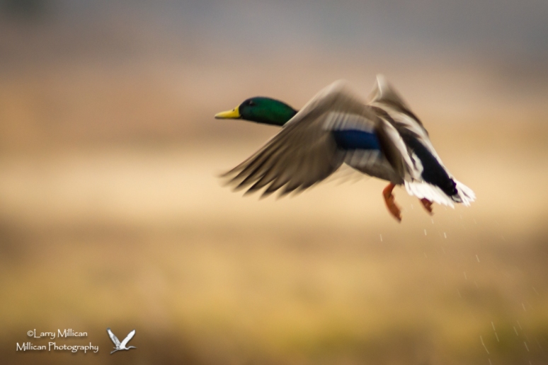 Mallard drake taking flight at Sequoyah National Wildlife Refuge, near Vian, Oklahoma