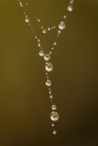 Necklace of spider-web and dew drops Near Waldron, Arkansas